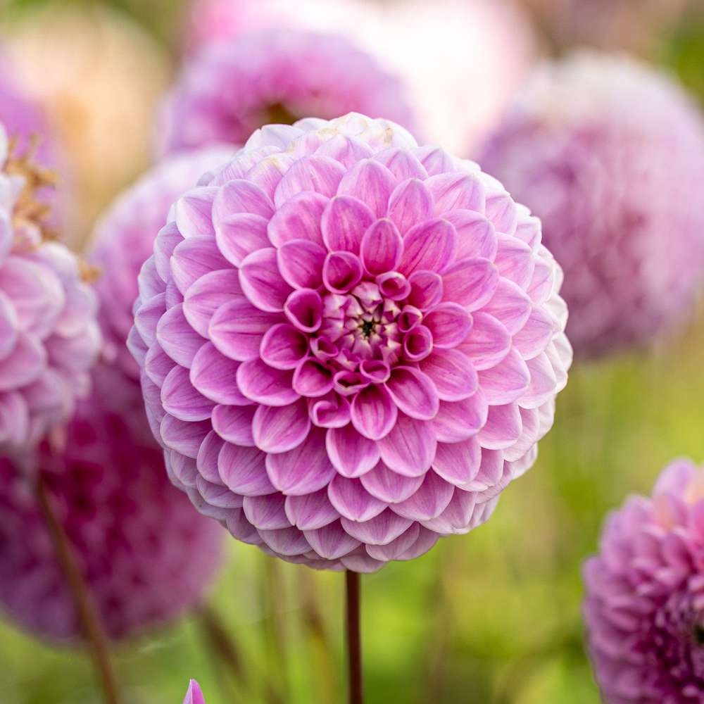 Dahlia Sweet Fabienne